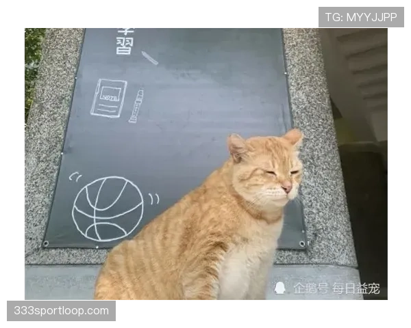 掌敏洁家的猫都比我的工资高
